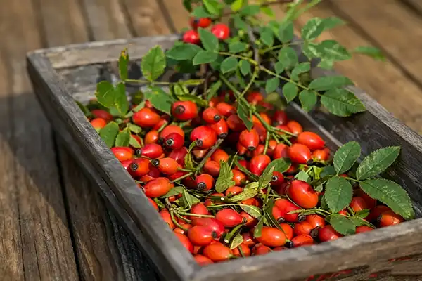 Can Rosehip Extract Powder Boost Immune Health?